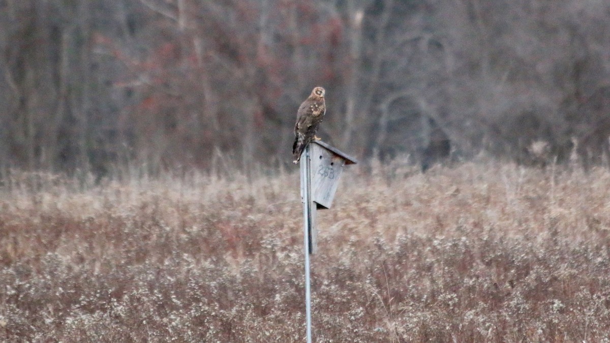 Northern Harrier - Brian Rusnica