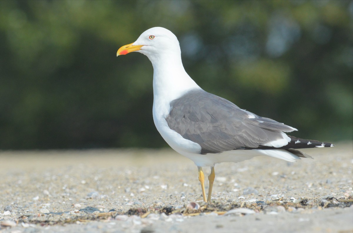 Lesser Black-backed Gull (graellsii) - Aidan Kiley