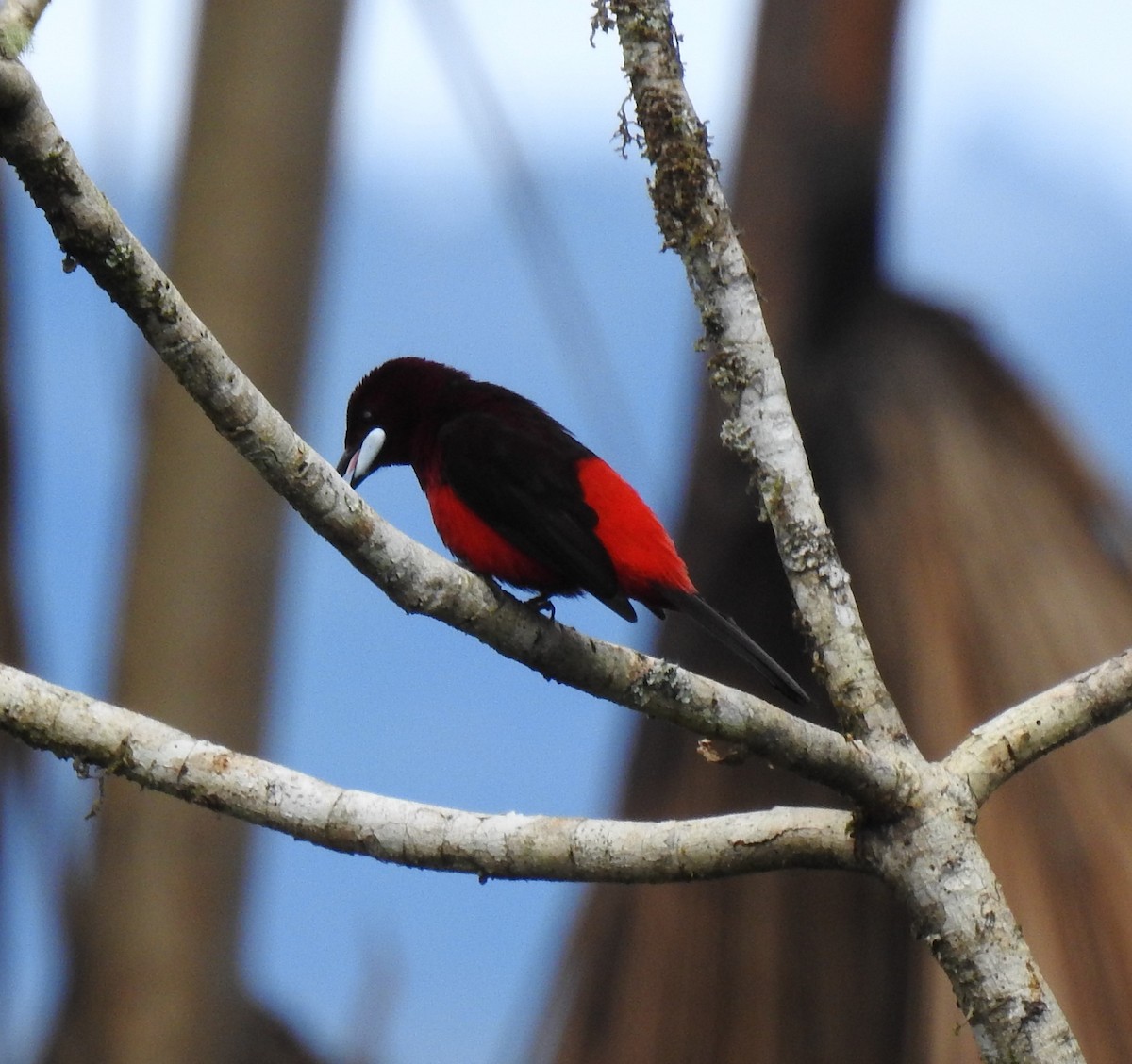 Black-bellied Tanager - ML130294741