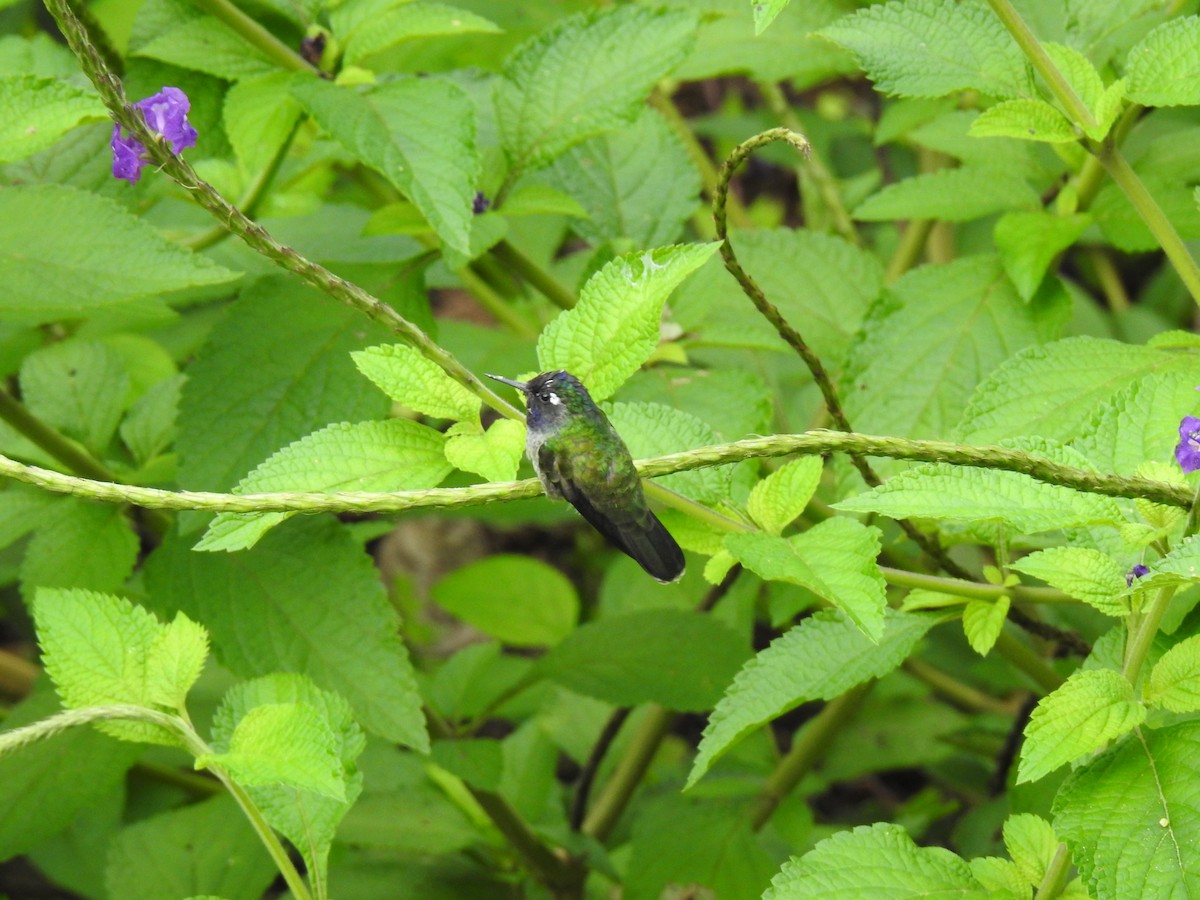 Violet-headed Hummingbird - ML130294941