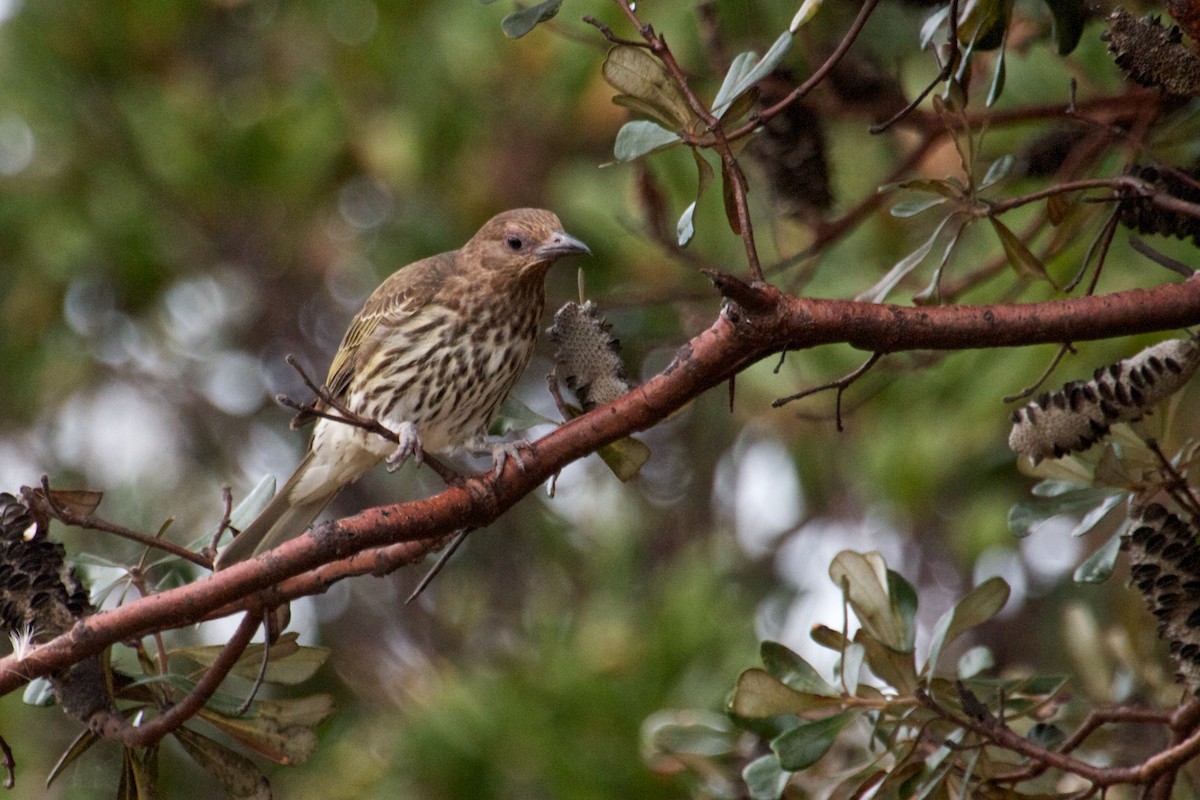 Australasian Figbird - Ron Shrieves