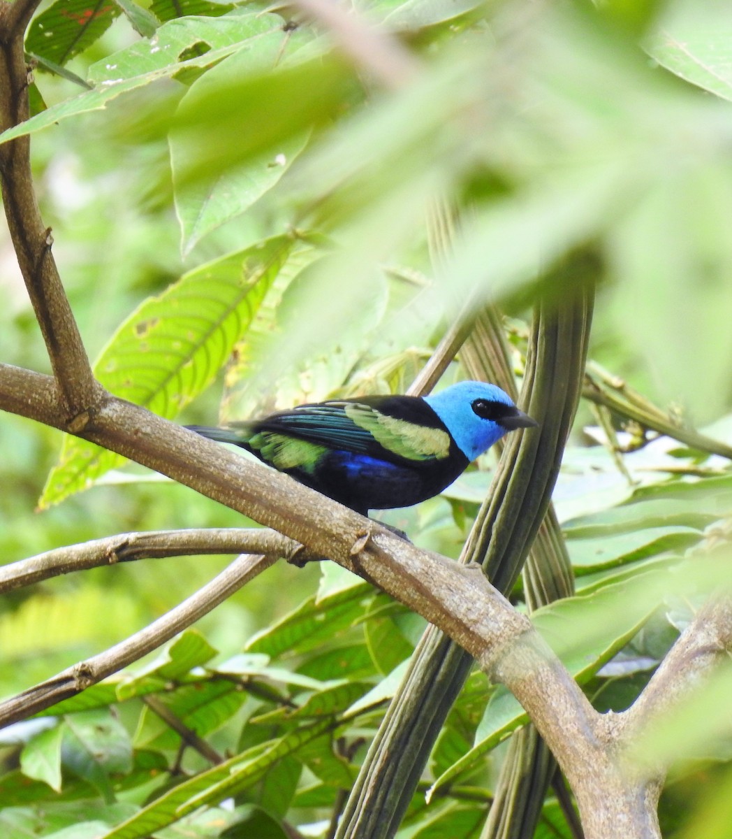 Blue-necked Tanager - ML130297431