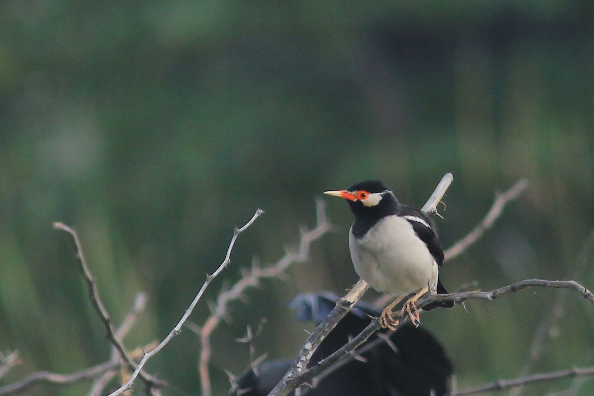 Indian Pied Starling - ML130297561