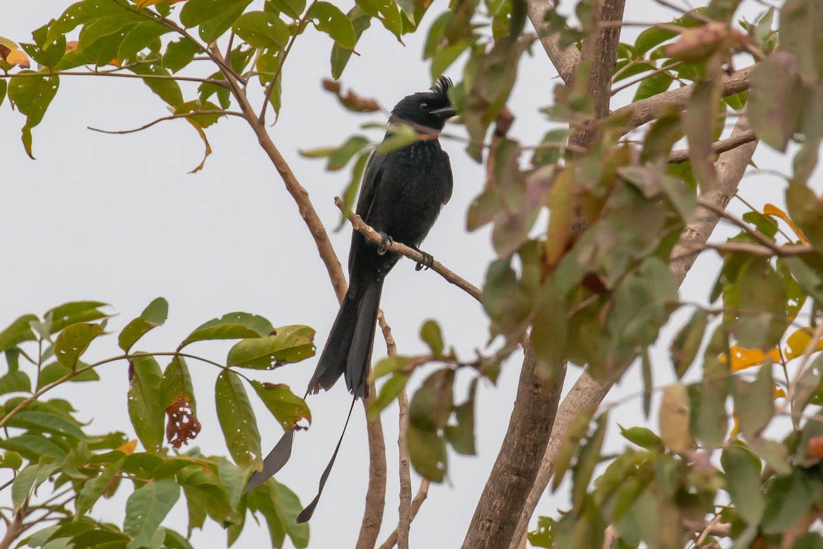 Greater Racket-tailed Drongo - Vijay Vaddem