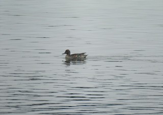 Green-winged Teal, ML130299101