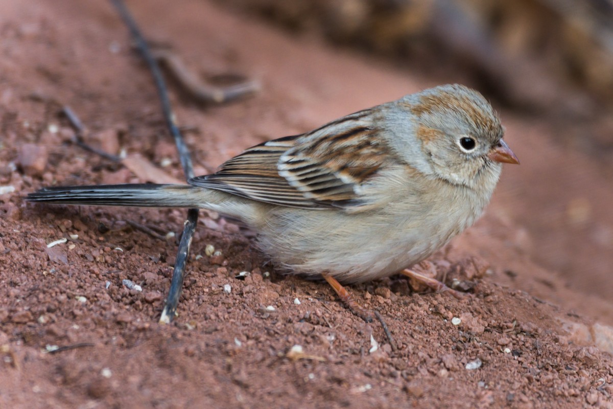 Field Sparrow - ML130299981