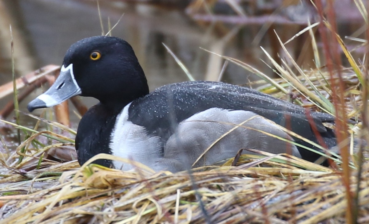 Ring-necked Duck - Debby Parker