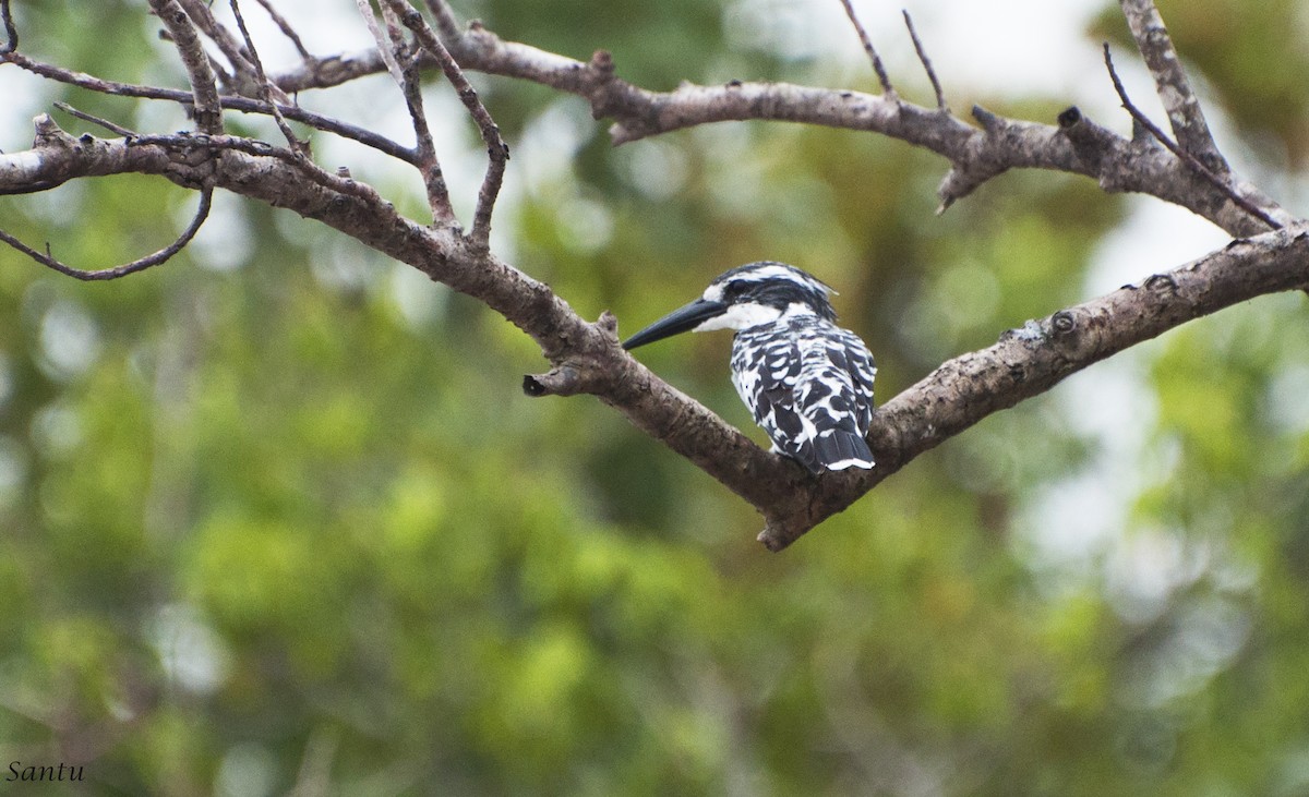 Pied Kingfisher - samarendra Chowdhury