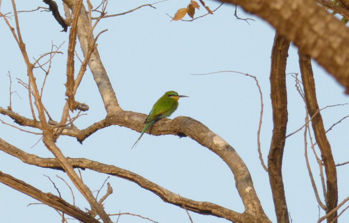 Swallow-tailed Bee-eater - ML130301181