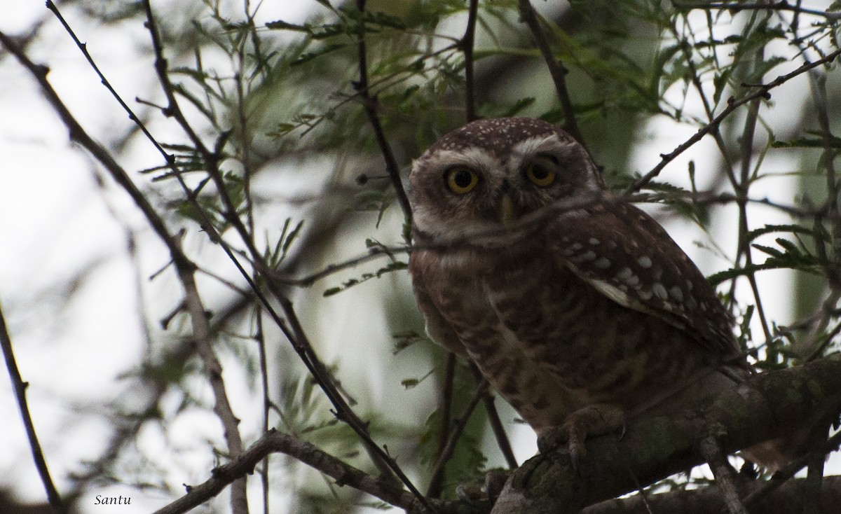 Spotted Owlet - samarendra Chowdhury