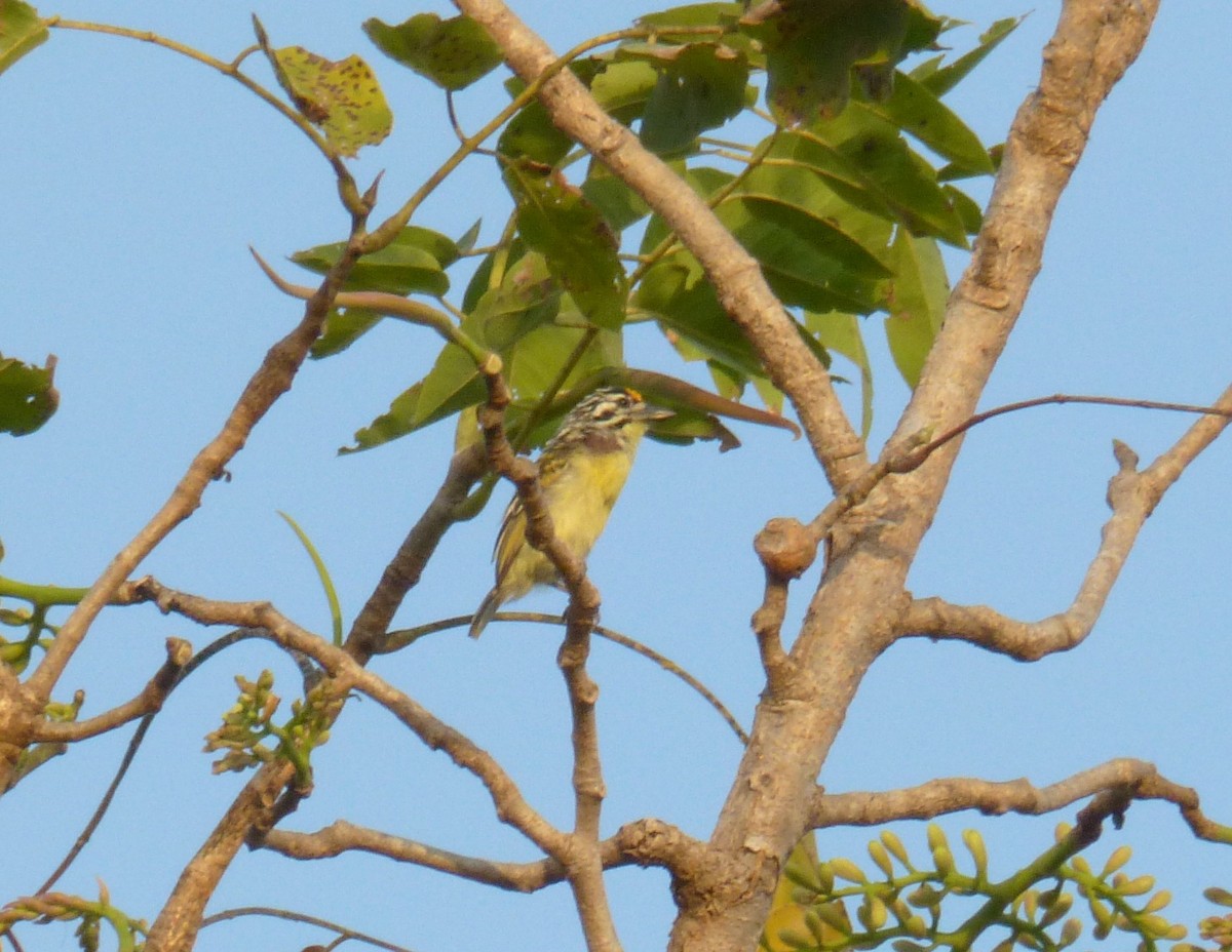 Yellow-fronted Tinkerbird - Terry Rosenmeier