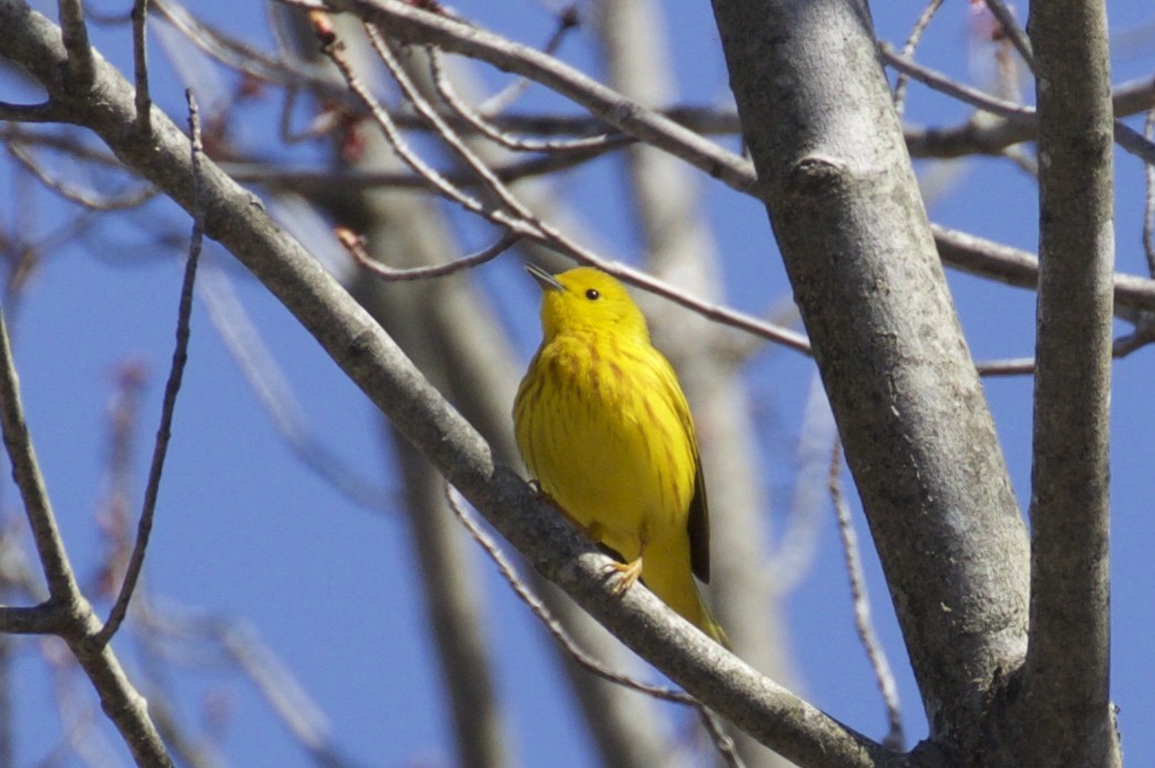 Yellow Warbler - Gates Dupont
