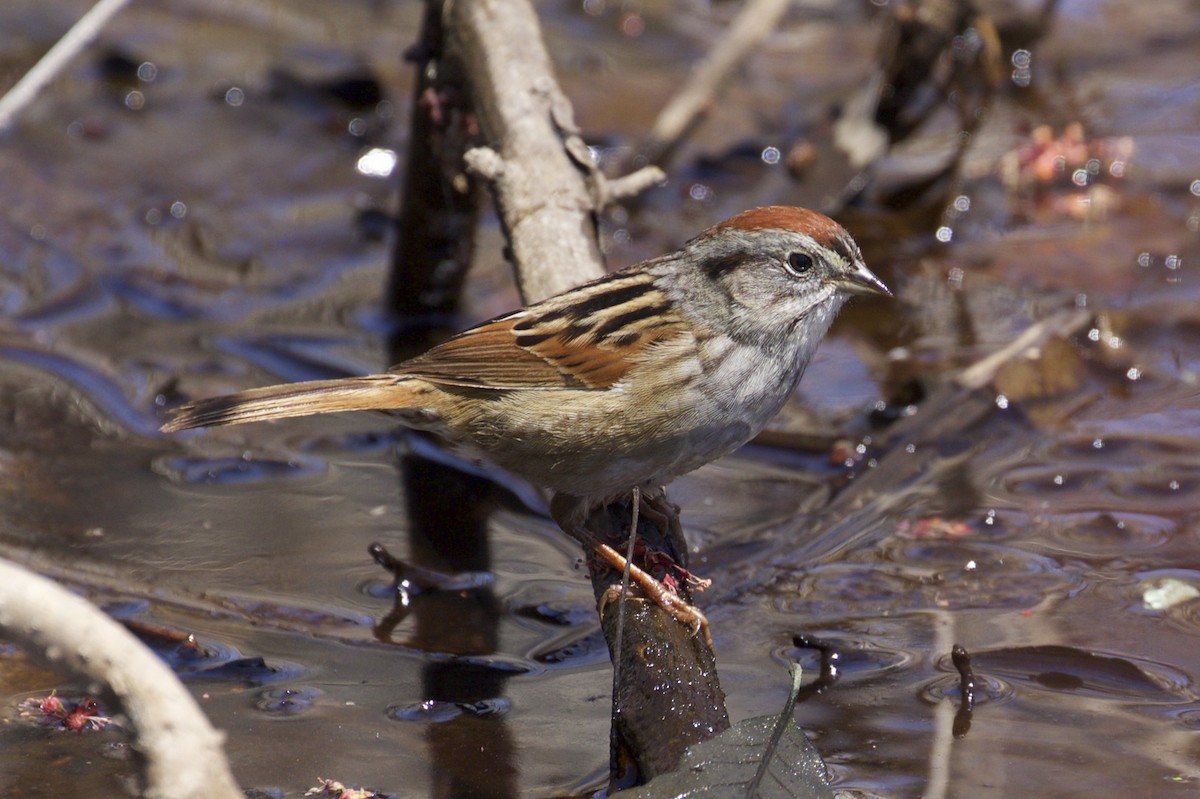 Swamp Sparrow - Gates Dupont
