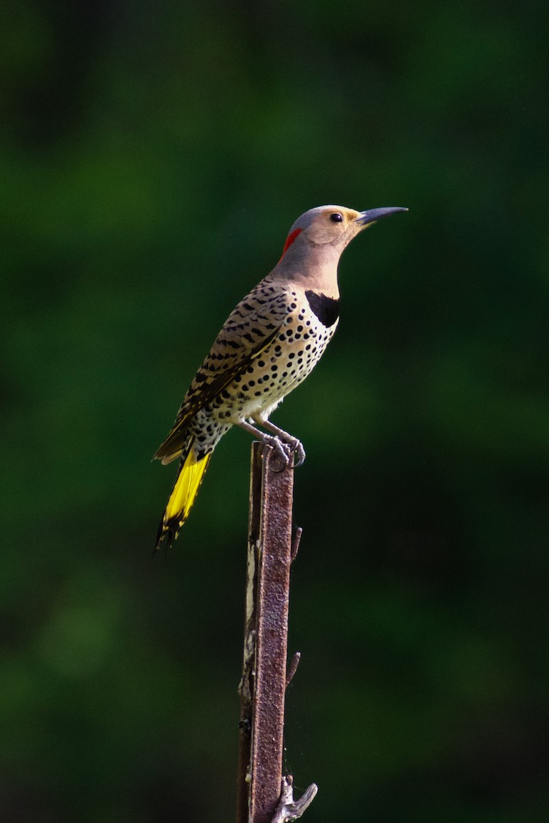 Northern Flicker (Yellow-shafted) - Gates Dupont