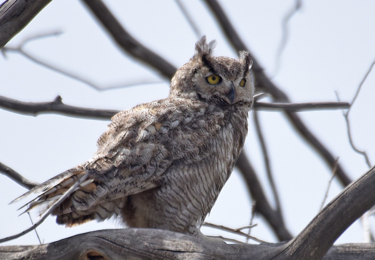 Great Horned Owl - ML130311051