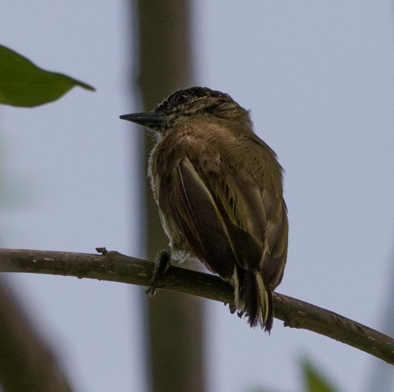 Olivaceous Piculet - ML130313401