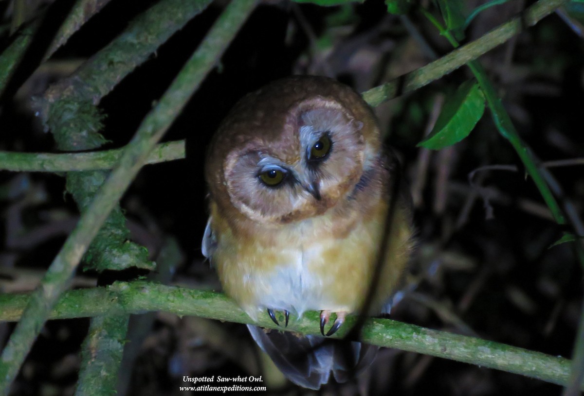Unspotted Saw-whet Owl - Rolando Tol Gonzalez (Whatsapp 502- 57364134)
