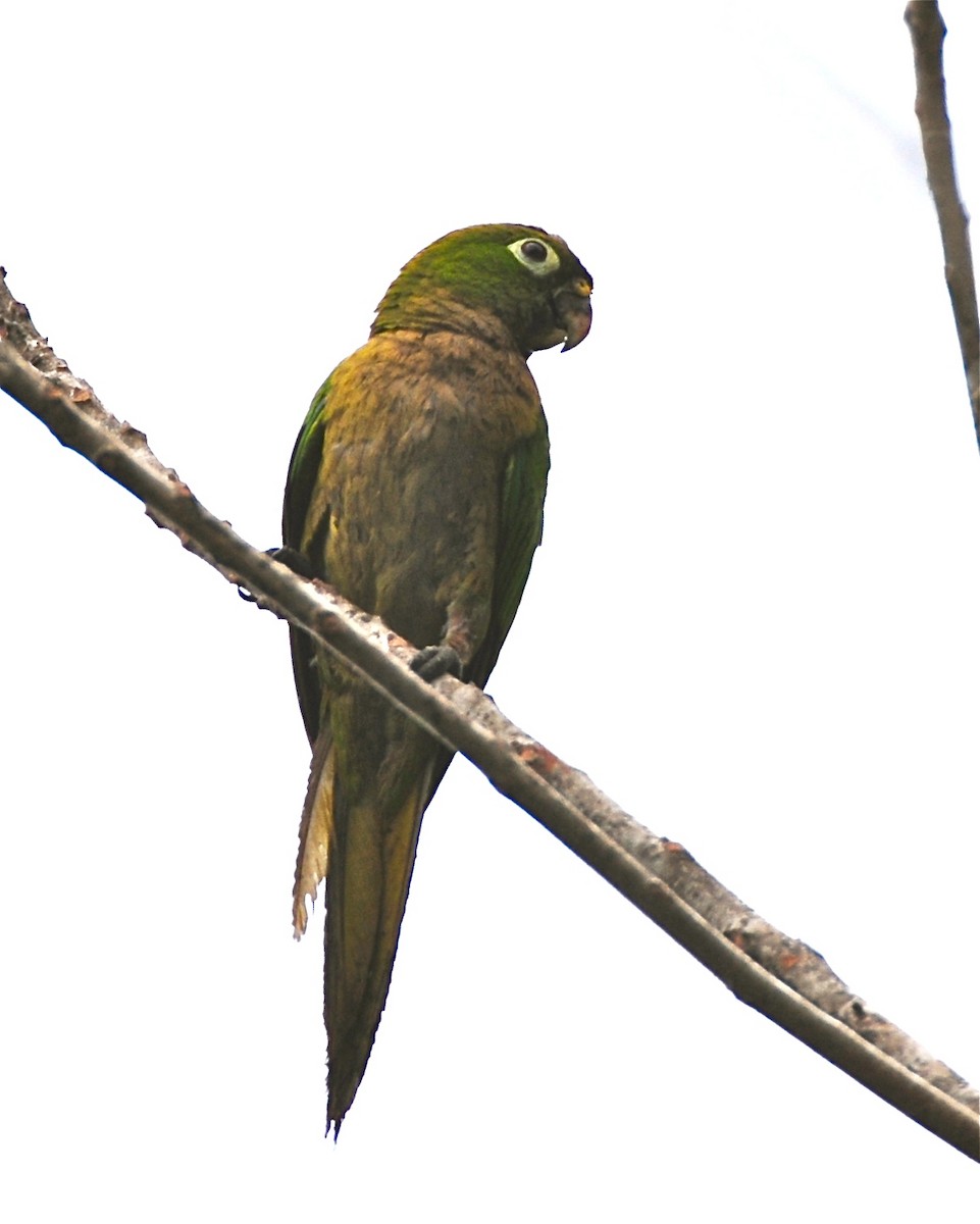 Olive-throated Parakeet (Aztec) - Gerald Friesen