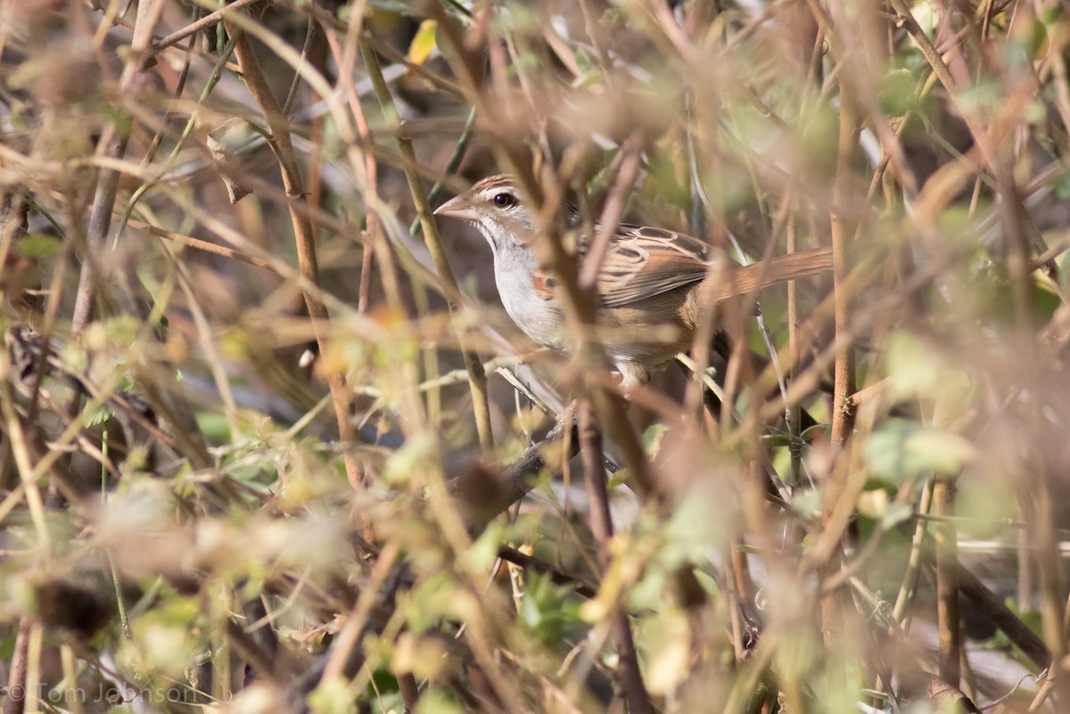 Cinnamon-tailed Sparrow - Tom Johnson