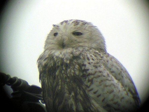 Snowy Owl - Ryan Douglas