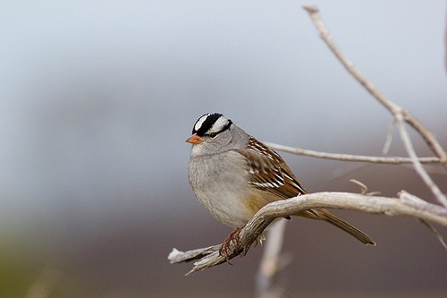 White-crowned Sparrow (leucophrys) - ML130316141