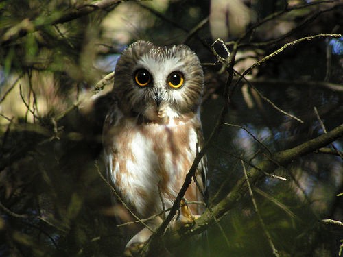 Northern Saw-whet Owl - Ryan Douglas