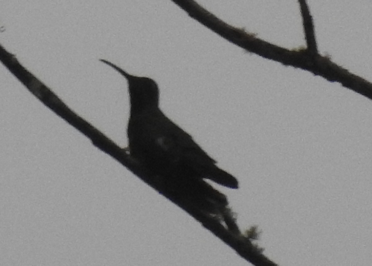 kolibřík azurovoprsý - ML130319601