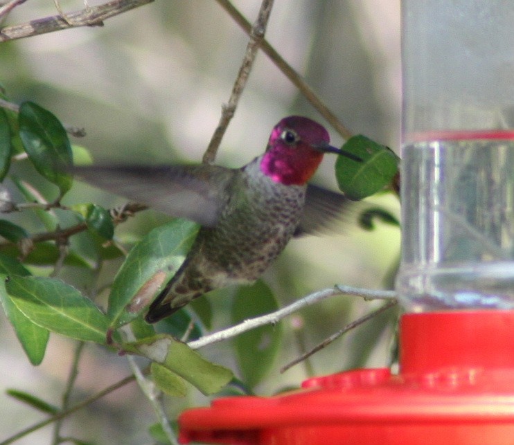 Anna's Hummingbird - Paul Sellin