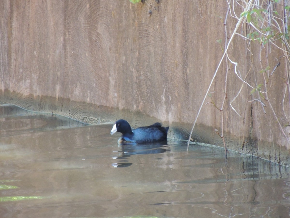 American Coot (Red-shielded) - ML130326611