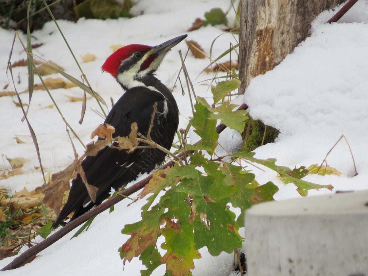 Pileated Woodpecker - Eduardo Bergen