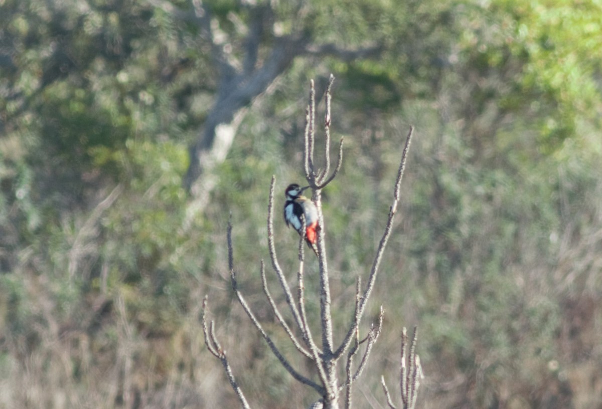 Great Spotted Woodpecker - Alexandre Hespanhol Leitão