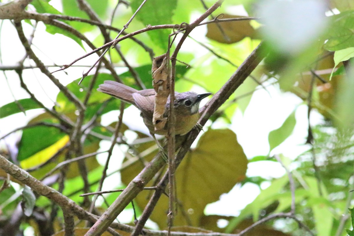 Gray-throated Babbler - Fadzrun A.