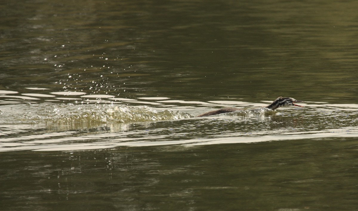 Great Crested Grebe - ML130336291