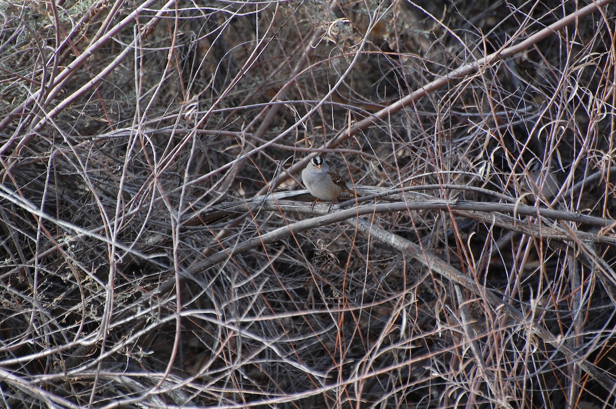 White-crowned Sparrow - ML130338161