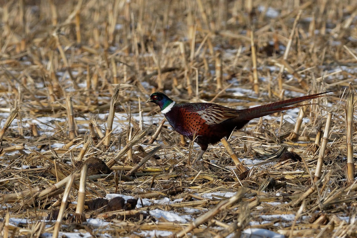 Ring-necked Pheasant - ML130338771