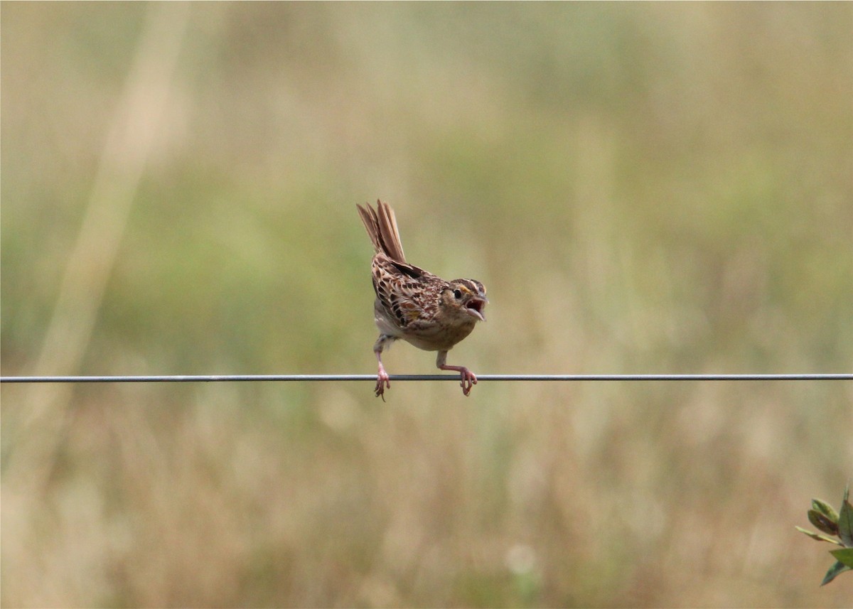 Grasshopper Sparrow - ML130339331