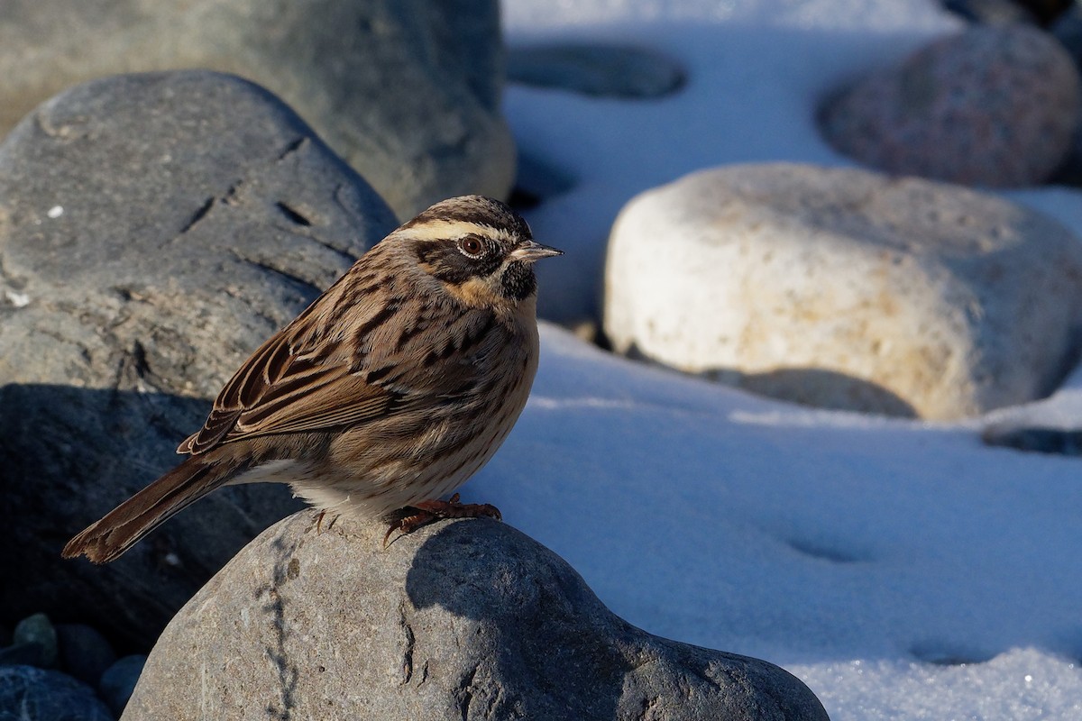 Black-throated Accentor - Vincent Wang