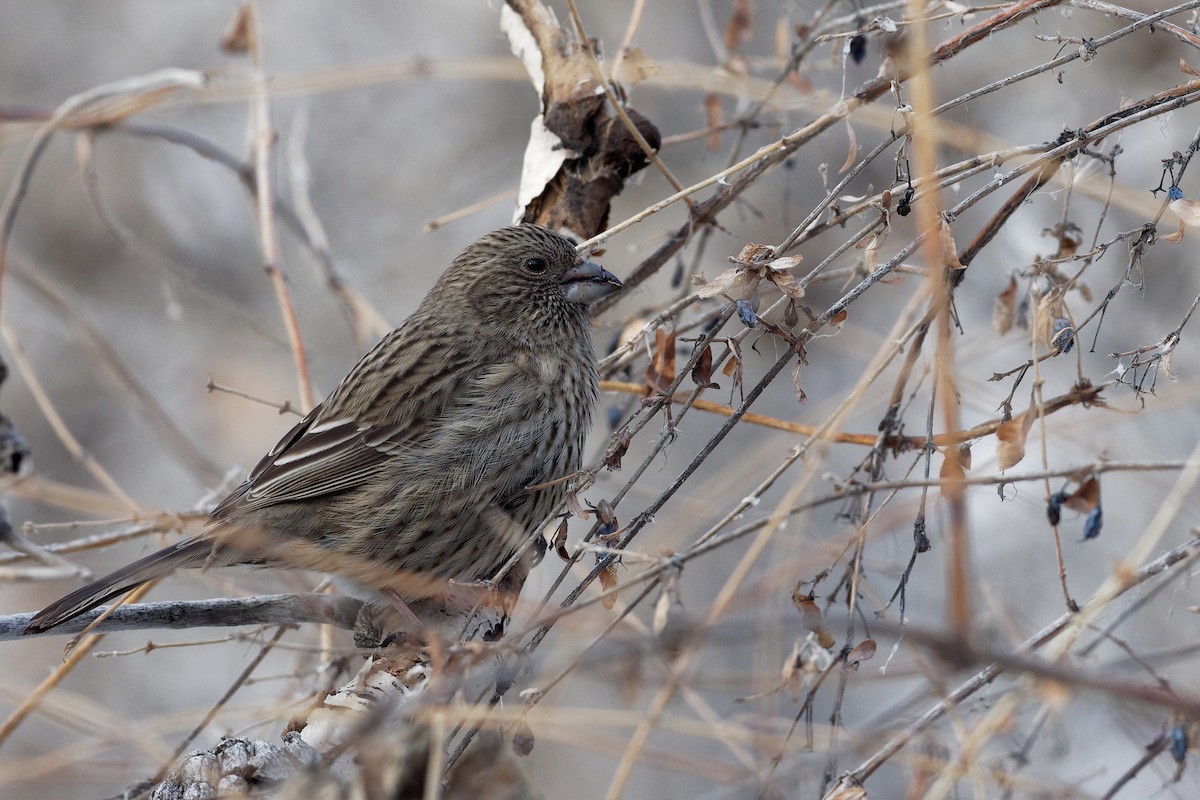 Red-mantled Rosefinch - ML130339591