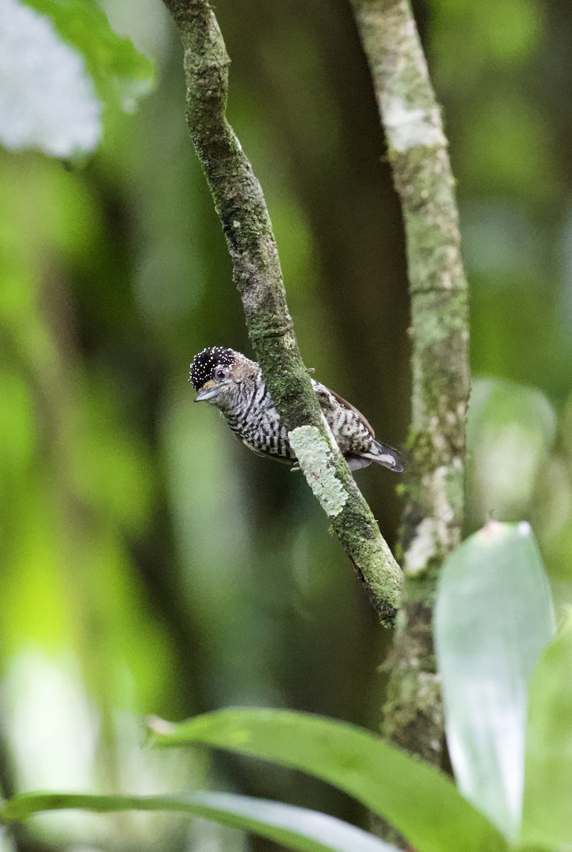 White-barred Piculet - ML130340201