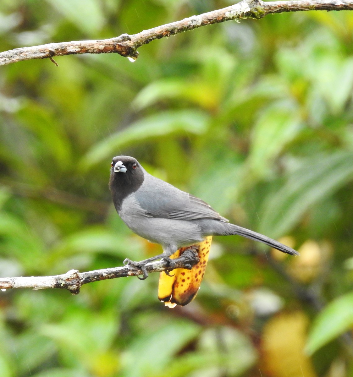 Black-faced Tanager - ML130342251
