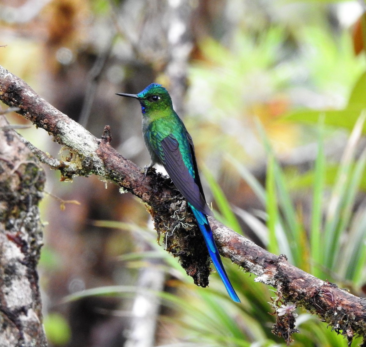 Long-tailed Sylph - ML130343561