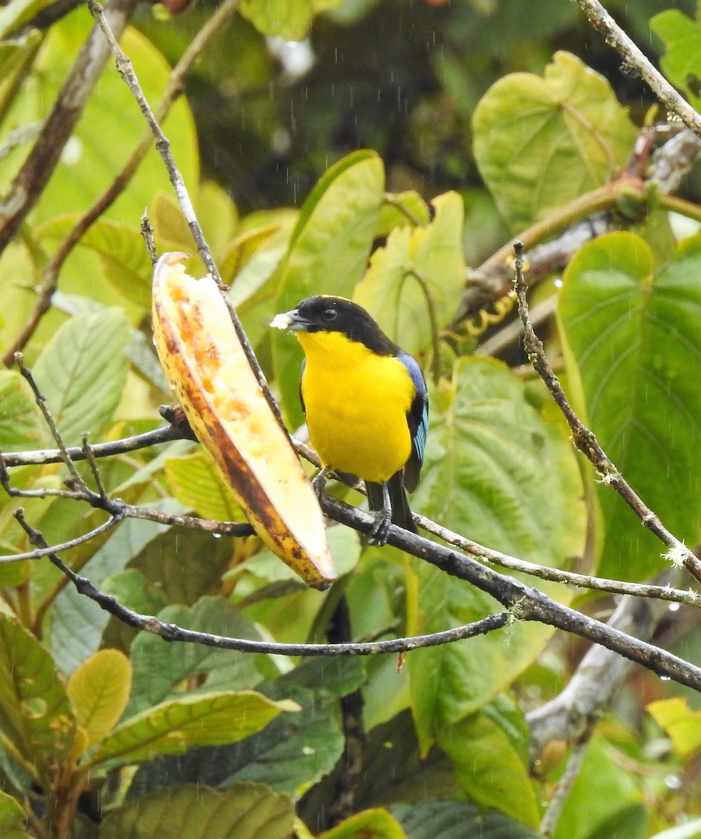 Blue-winged Mountain Tanager - ML130344091
