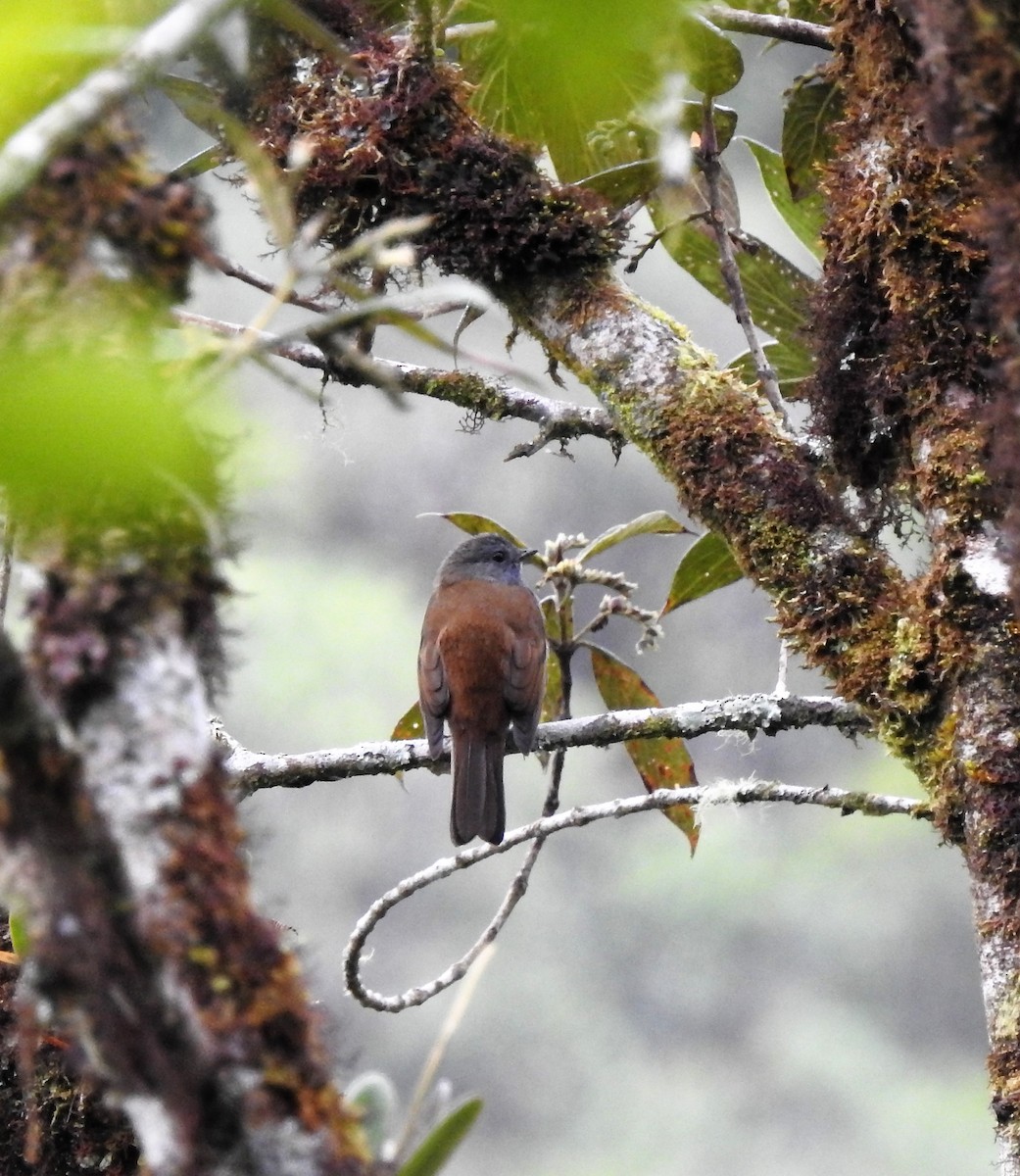 Andean Solitaire - ML130345081