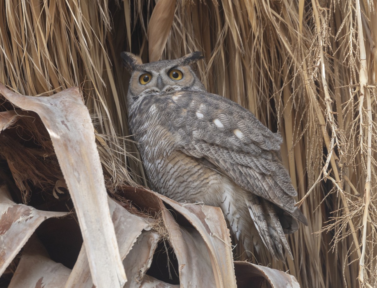 Great Horned Owl - ML130345841