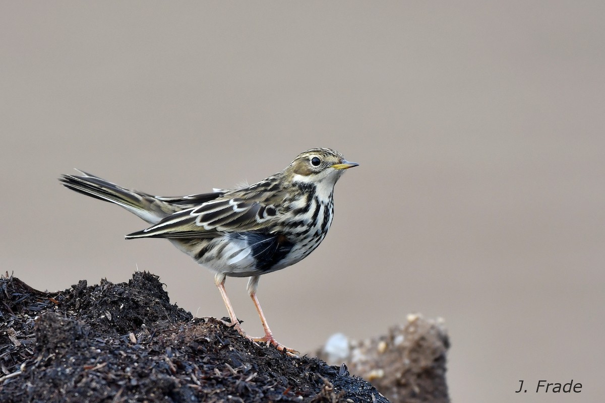Red-throated Pipit - José Frade