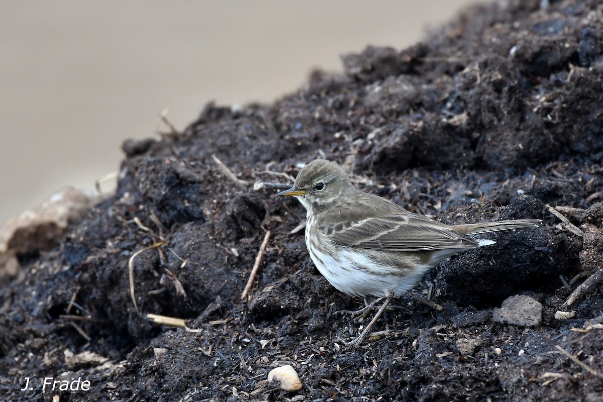 Water Pipit - ML130346211