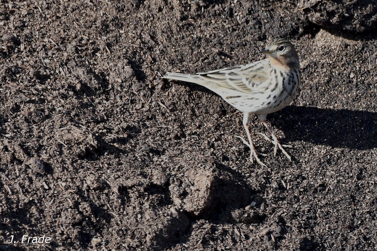 Red-throated Pipit - José Frade