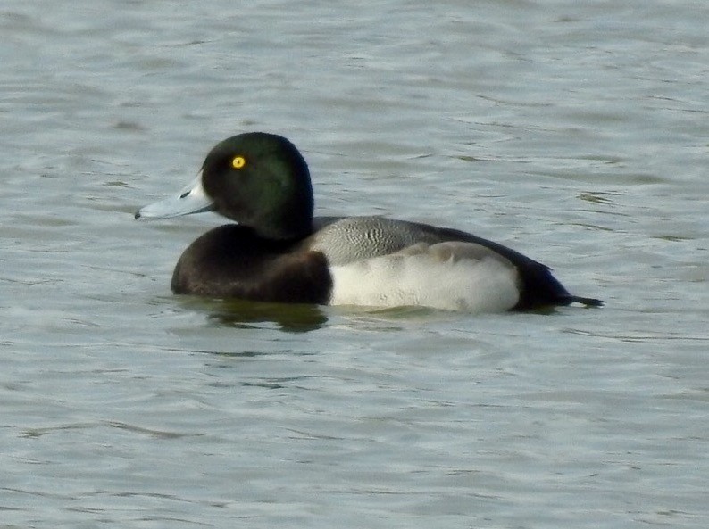 Greater Scaup - ML130347211