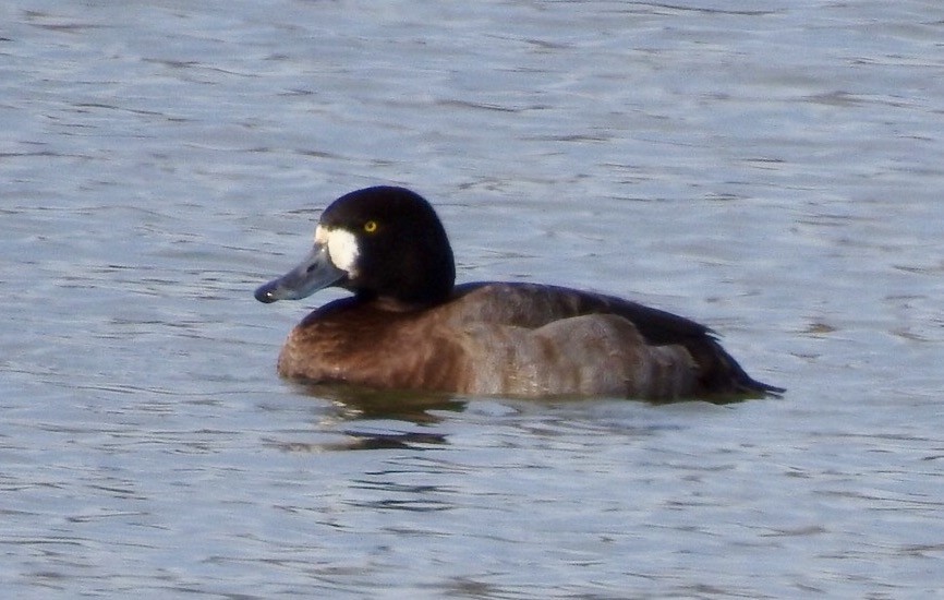 Greater Scaup - ML130347241