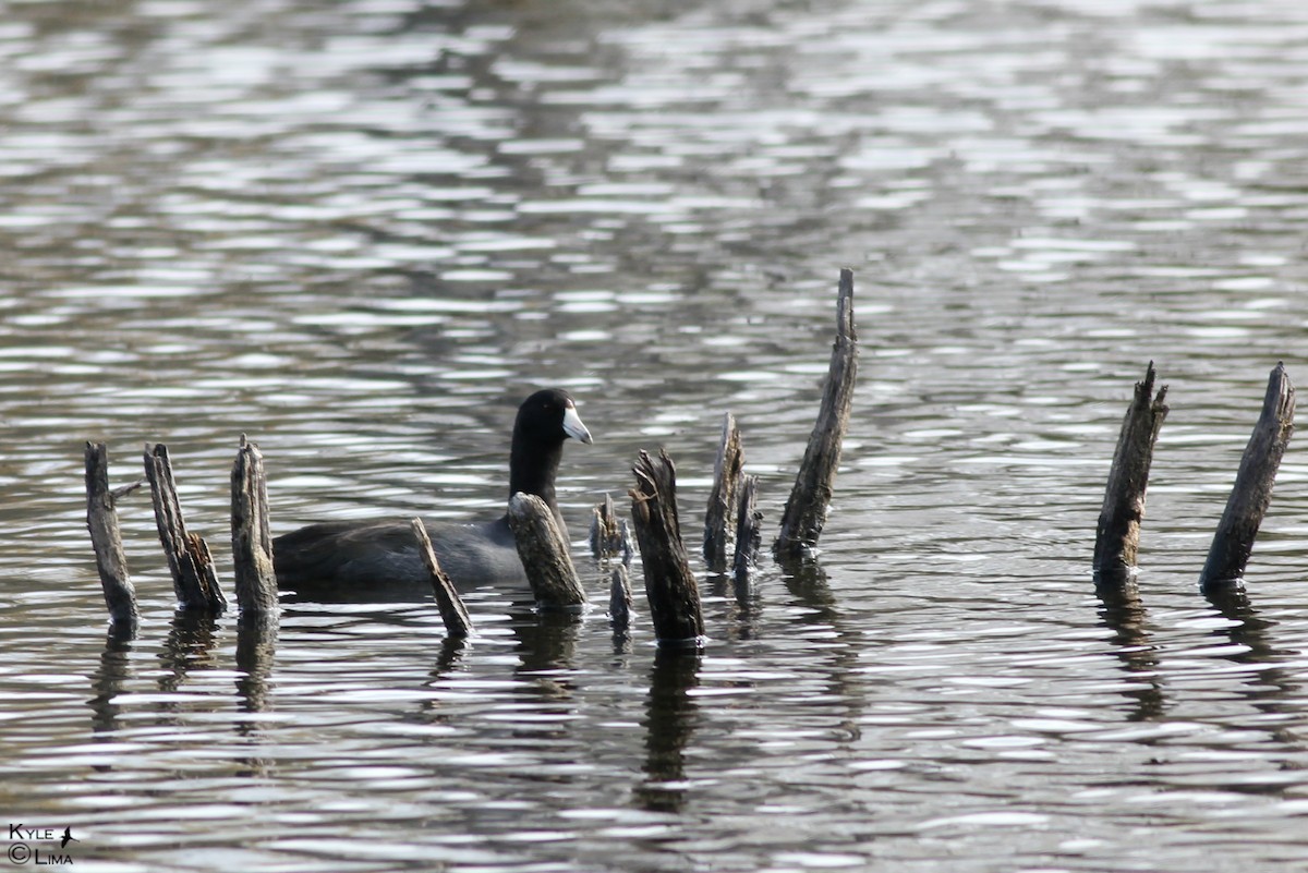 American Coot (Red-shielded) - ML130348191